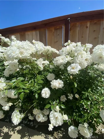 Beautiful Gardens
