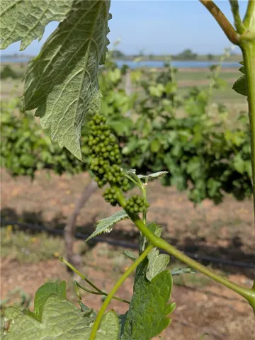 Chenin Blanc