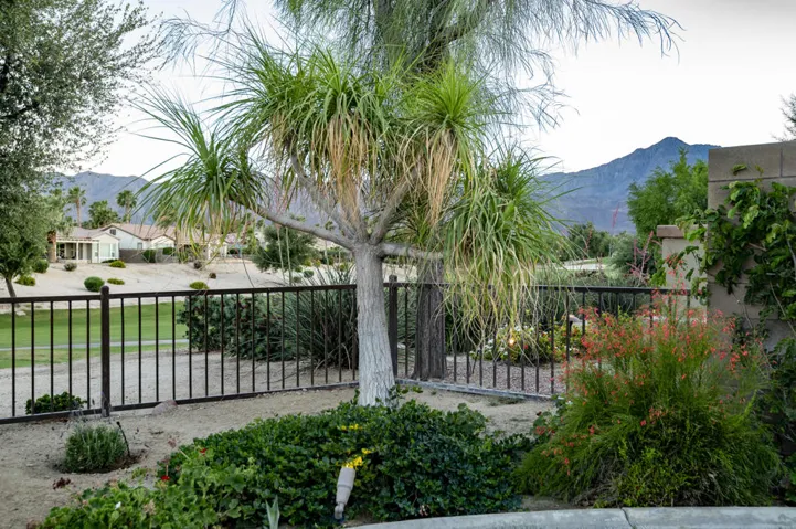 81819 Brittlebush L