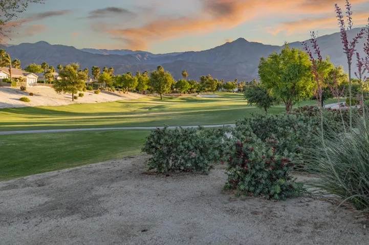 81819 Brittlebush L