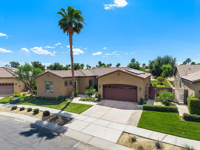 81819 Brittlebush L