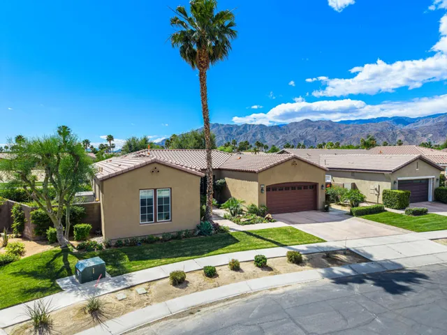 81819 Brittlebush L
