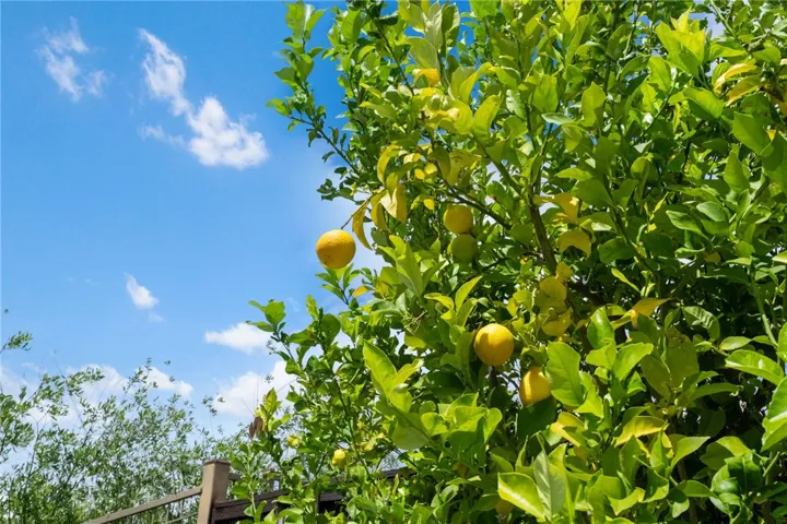 Lemon tree