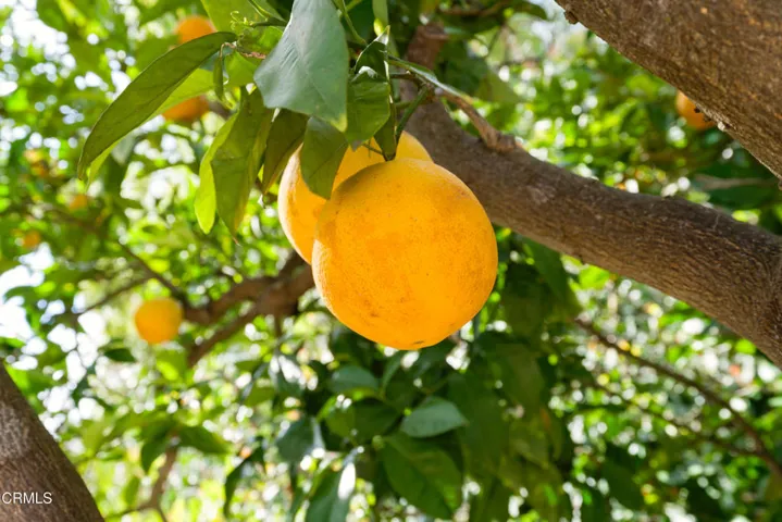 Fruit Trees