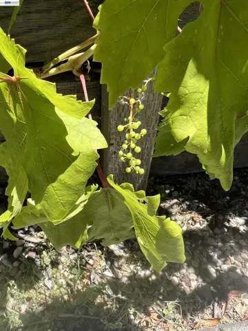 Grape Vines Front Walk-way