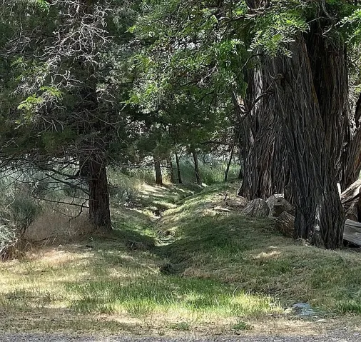 ditch and locusts