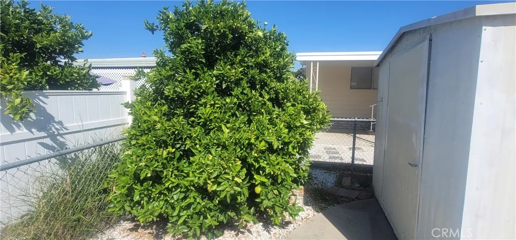 Orange Tree behind the 2 sheds