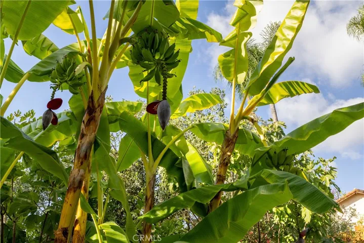 Close-up of the banana plants in the garden, adding tropical beauty and a unique touch to the backyard landscape.