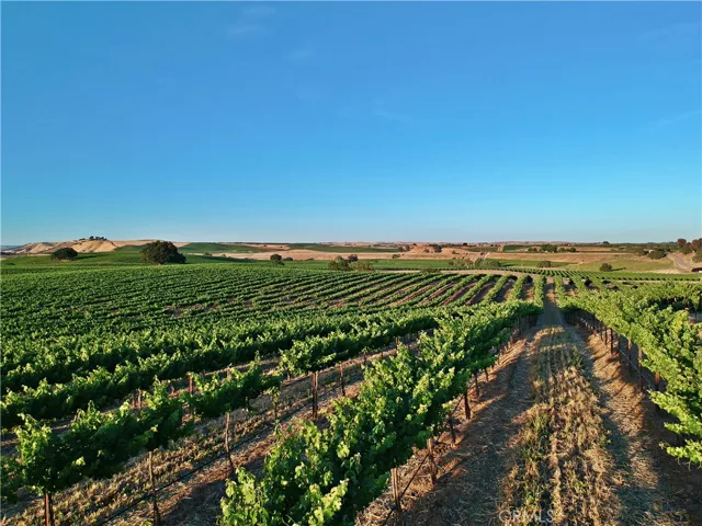 65 acres Cabernet Sauvignon