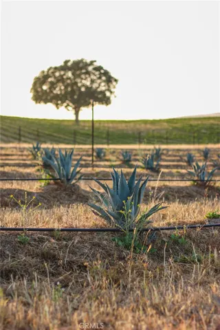Agave 9 varietals