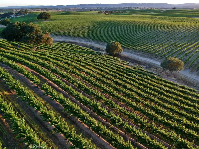65 acres Cabernet Sauvignon