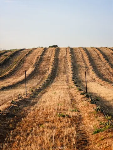 Agave 2.5 acres