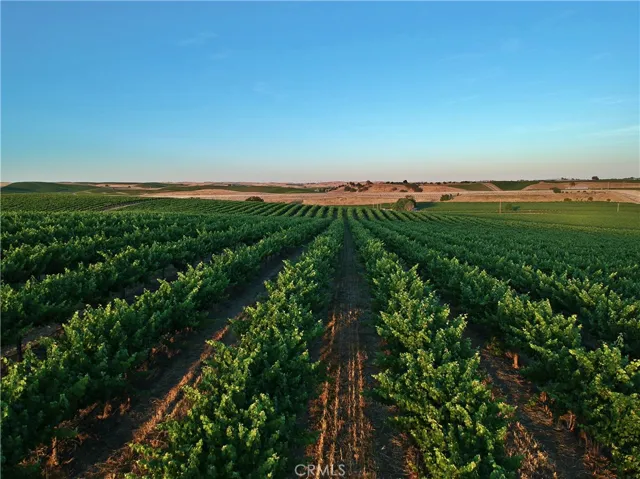 Cabernet Sauvignon vineyard