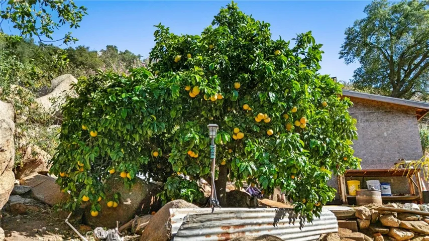 Grapefruit trees