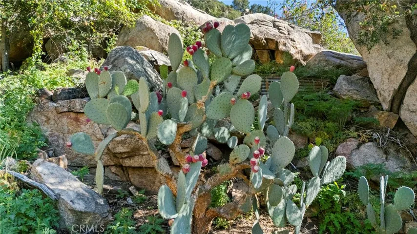 Prickly pear