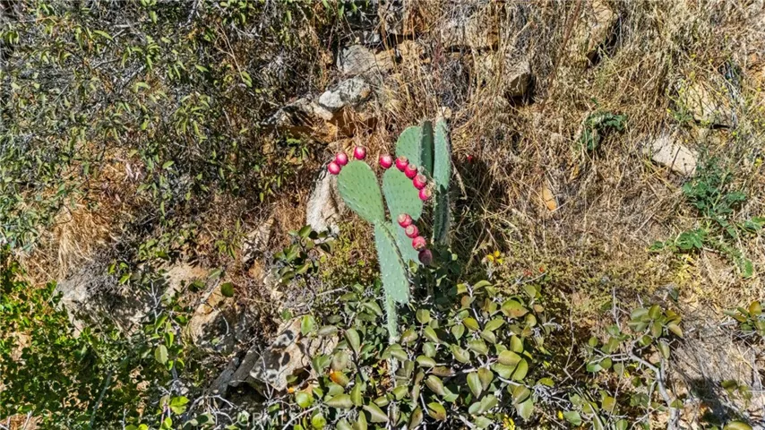 Vegetation