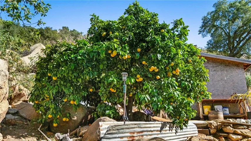 Grapefruit tree