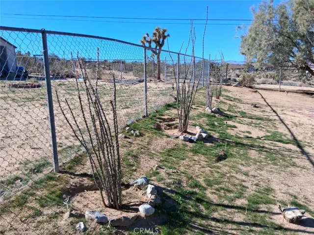 Ocotillo trees