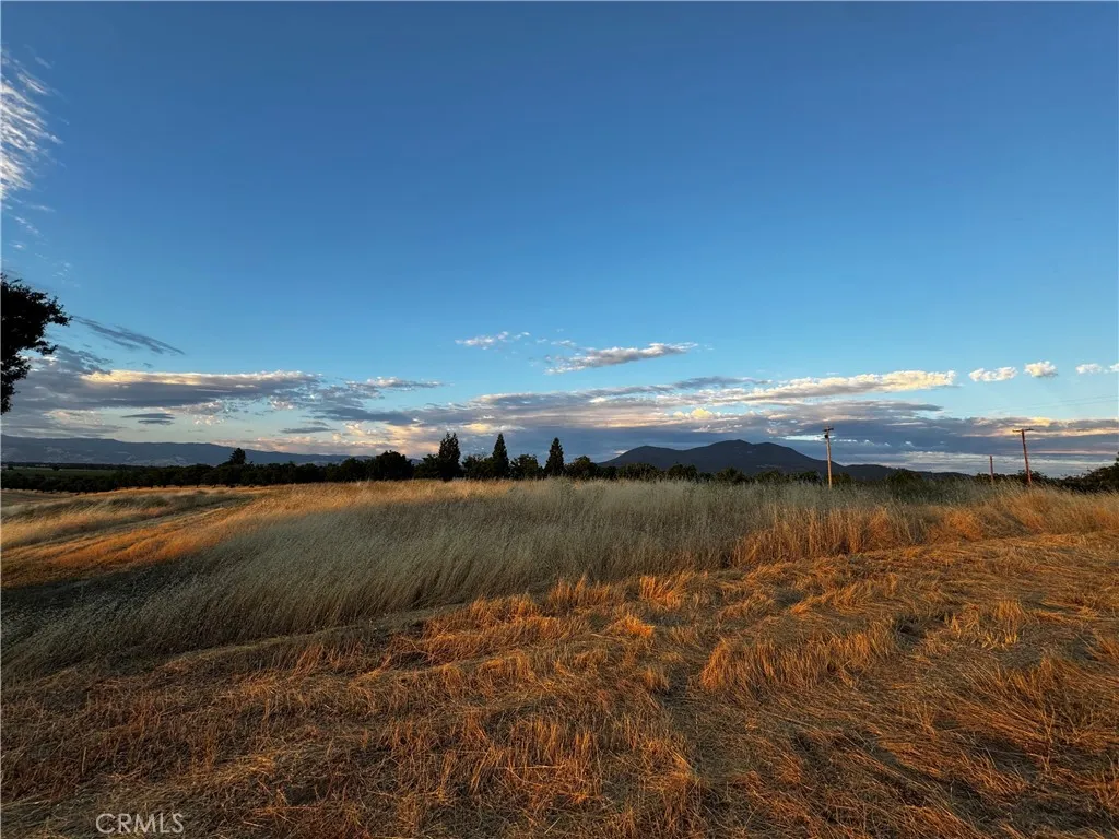 When the lighting is right, the summer grasses look amazing.