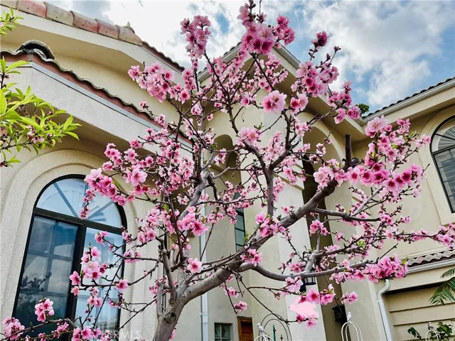 Cherry Blossom