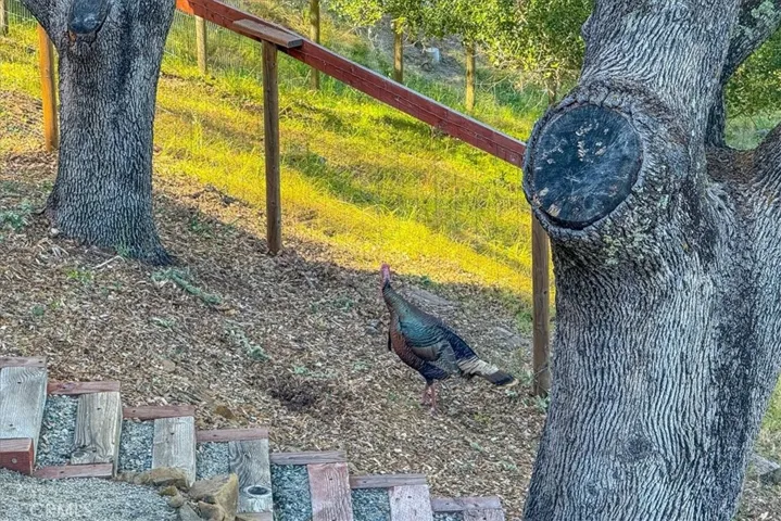 Side Yard