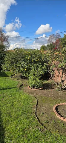 REAR YARD WITH LOTS OF FRUIT TREES!