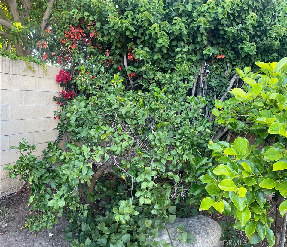 Lemon Tree and Persimmon Tree for your enjoyment.