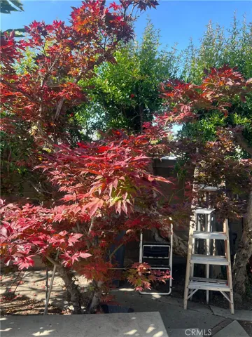 Looks like a postcard picture courtesy of the Japanese Maple Tree and other fruit trees.