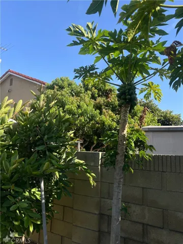 An abundance of Papaya Trees and other fruits that will welcome you once you close escrow.