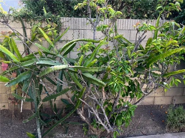 Dragon Fruit in Abundance and Japanese Wisteria plant.