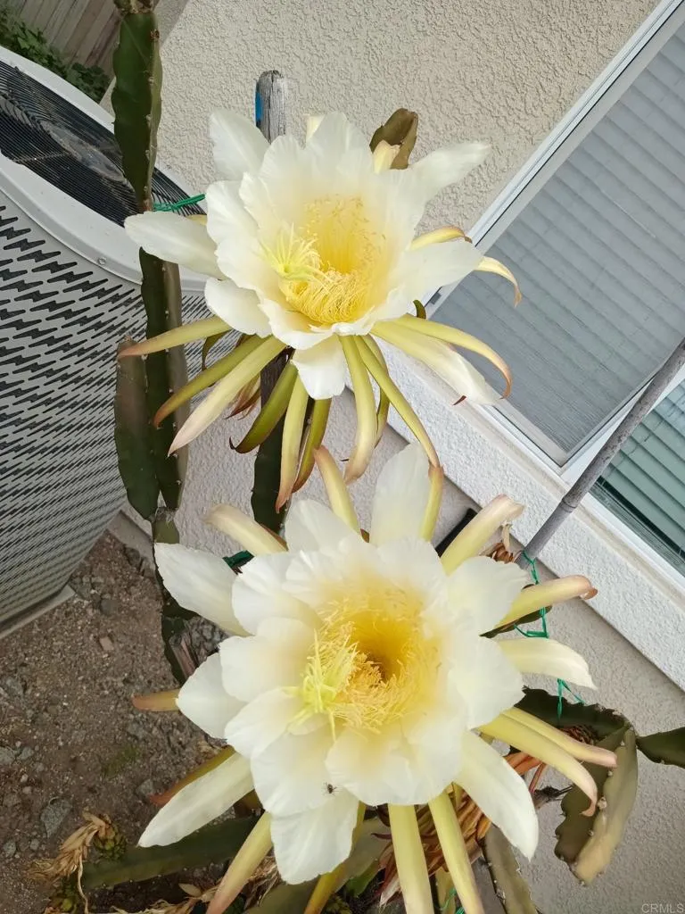 From the Garden
