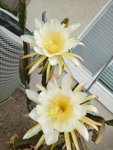 From the Garden
