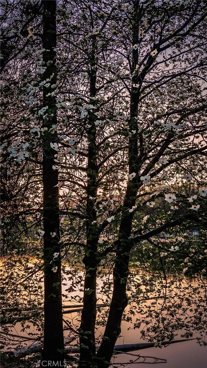 Beautiful dog wood trees surrounding Lake Gregory Trails.
