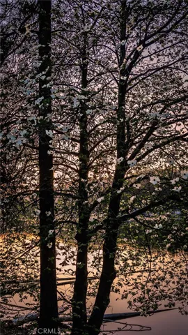 Beautiful dog wood trees surrounding Lake Gregory Trails.