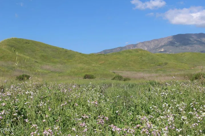 Flower Fields