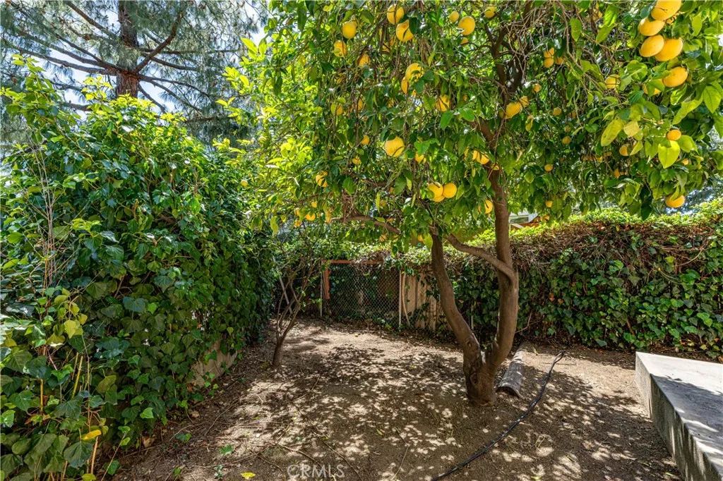 Backyard - Lots of FRUIT tREES