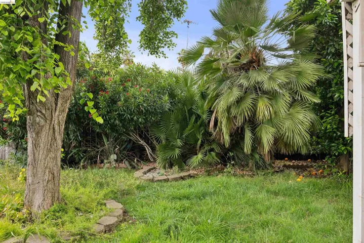Expansive backyard with a lush green lawn, mature trees, and established palm trees