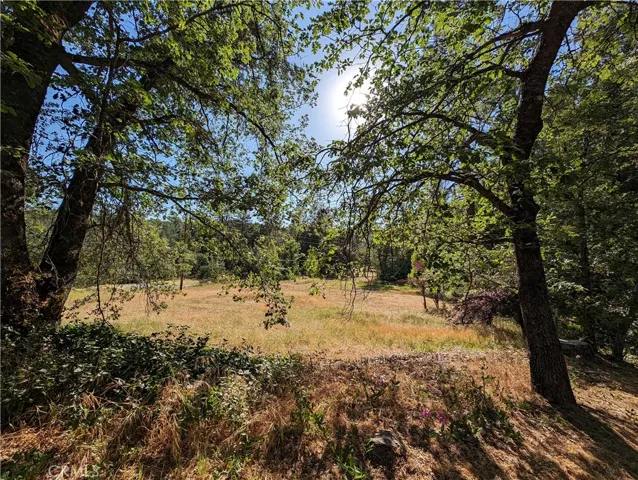 Oaks and Pines at the lot