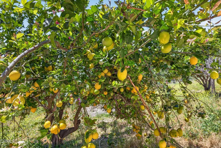 Lemon Tree