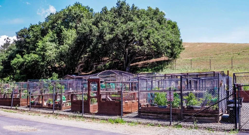 Garden Plot