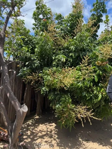 Back yard fruit tree