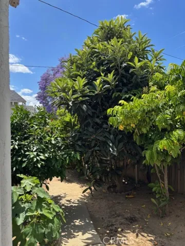Back yard fruit tree