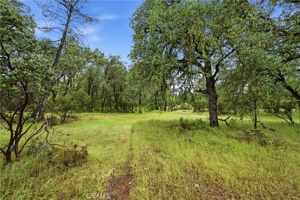 In the Spring there is lush green grass, abundance of Spring green trees