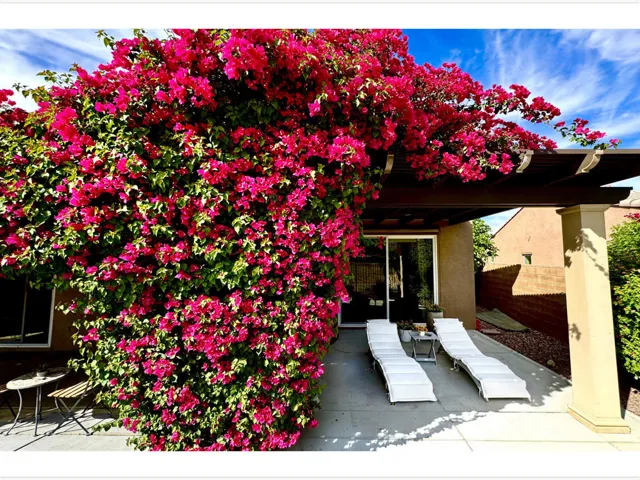 005 Backyard (00002)