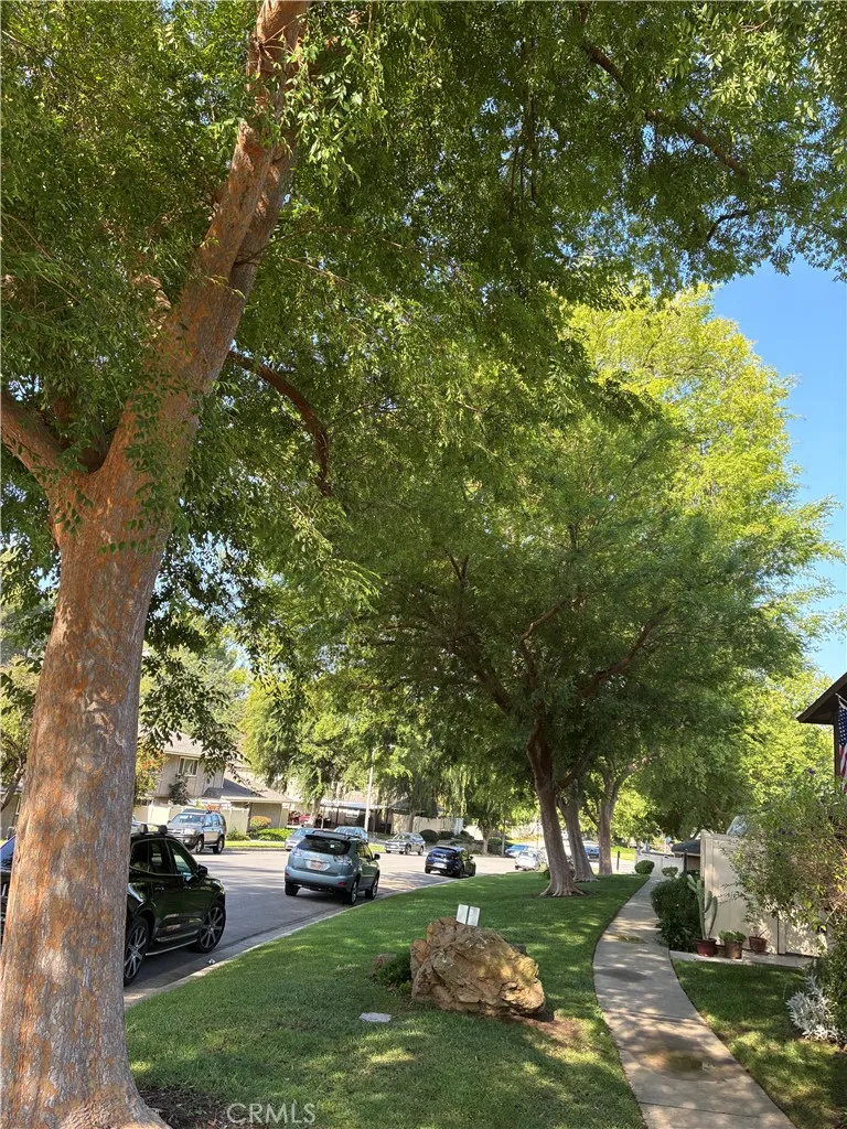 Treelined Street