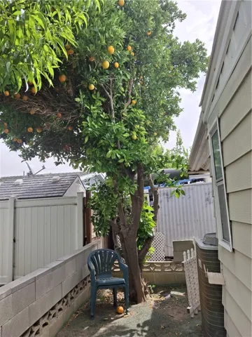 Orange Tree at Backyard