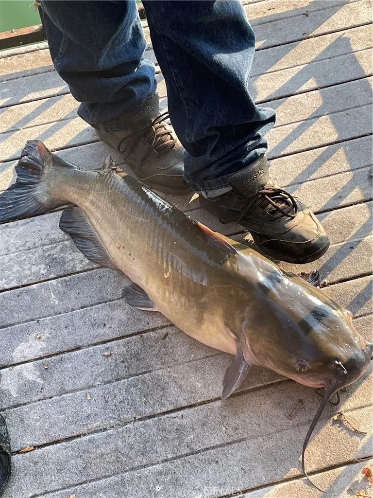 Catfish caught in backyard