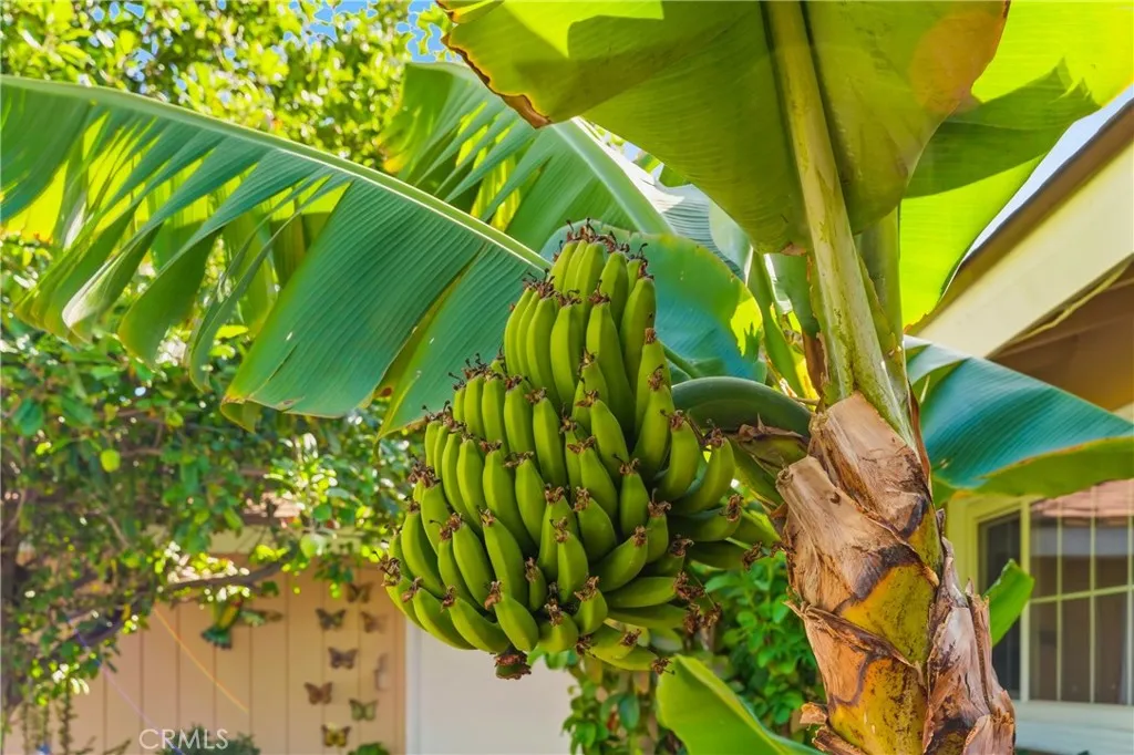 Backayard Banana Tree