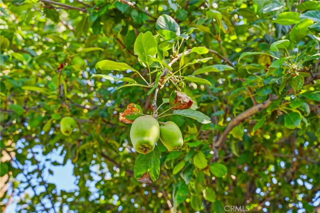 Backyard Apple Tree