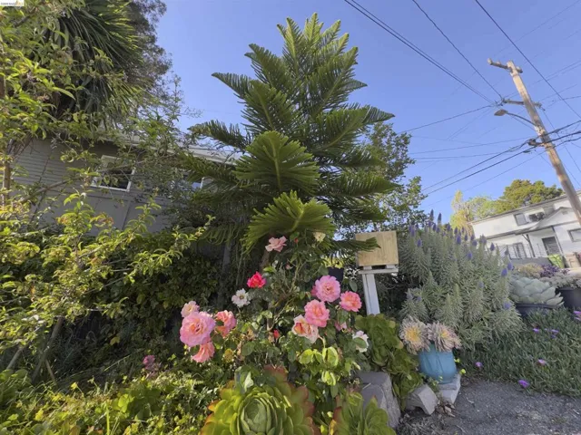 Lush garden landscaping featuring vibrant pink roses, a mature Norfolk pine, and diverse succulents